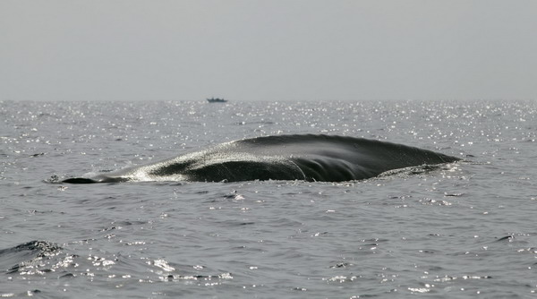 Rare ocean giant making a comeback