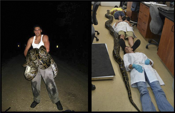 Record long python captured in Florida