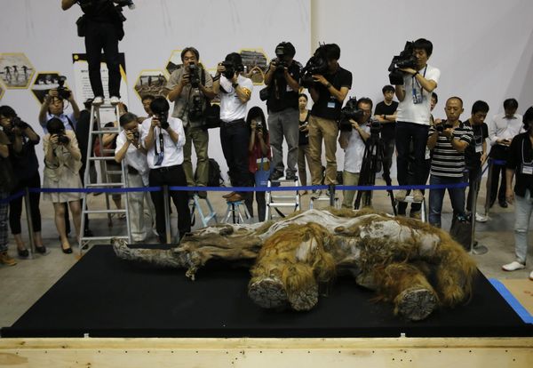 39,000-year-old mammoth found frozen in Siberia