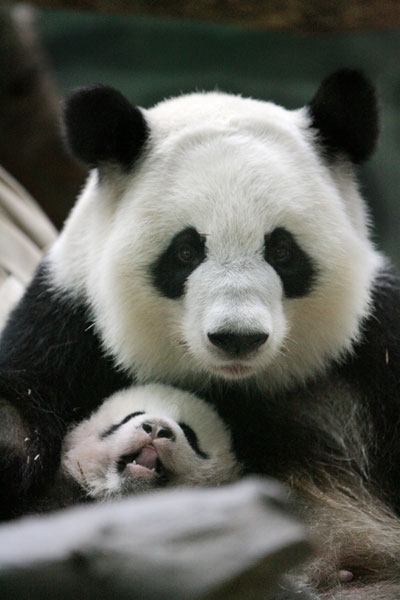 Giant panda Lun Lun gives birth to twin cubs