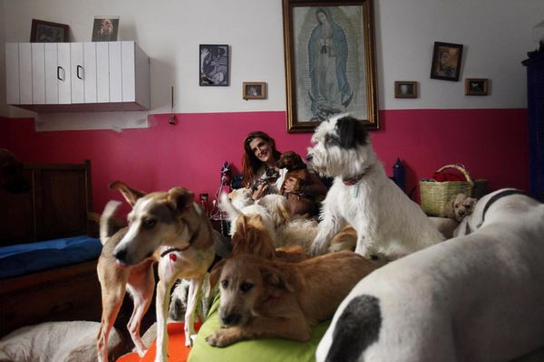 Robbery of breed dogs have quadrupled in Mexico