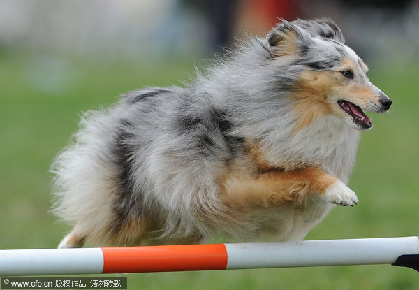 Kennel Club International Agility Festival