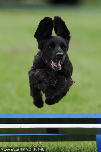 Kennel Club International Agility Festival