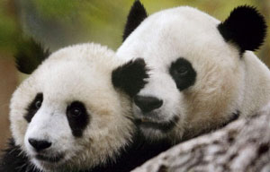 Panda cub born at US National Zoo