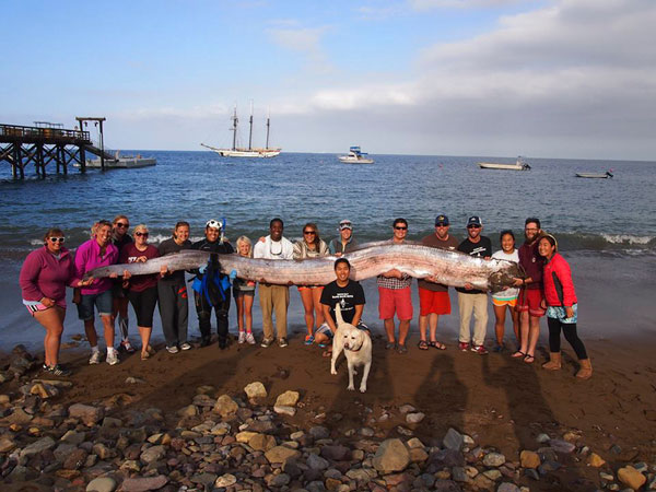 18-foot-long Oarfish found off Californian coast