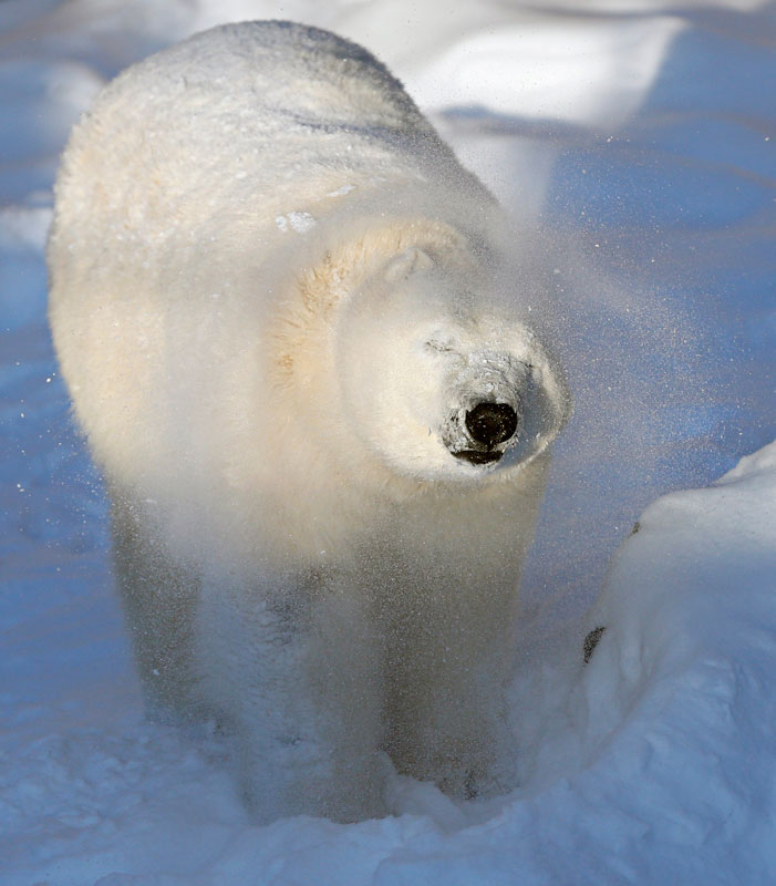 Polar bears enjoy some playful time