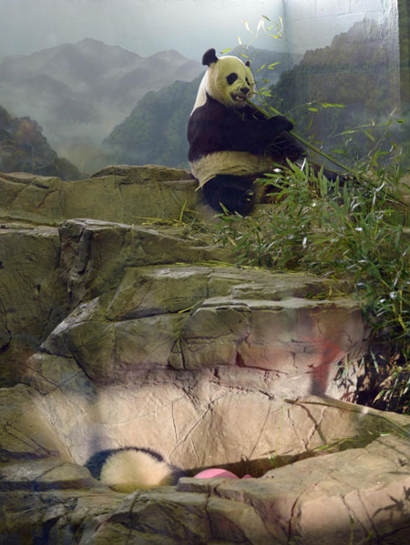 Panda cub in Washington makes her public debut