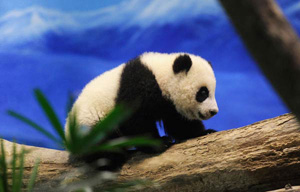 Panda cub in Washington makes her public debut