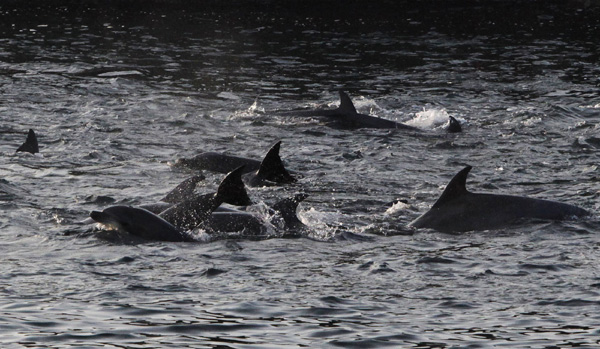 Japan seeks US understanding about dolphin hunt