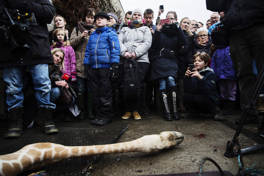 Giraffe shot and dismembered in Copenhagen Zoo