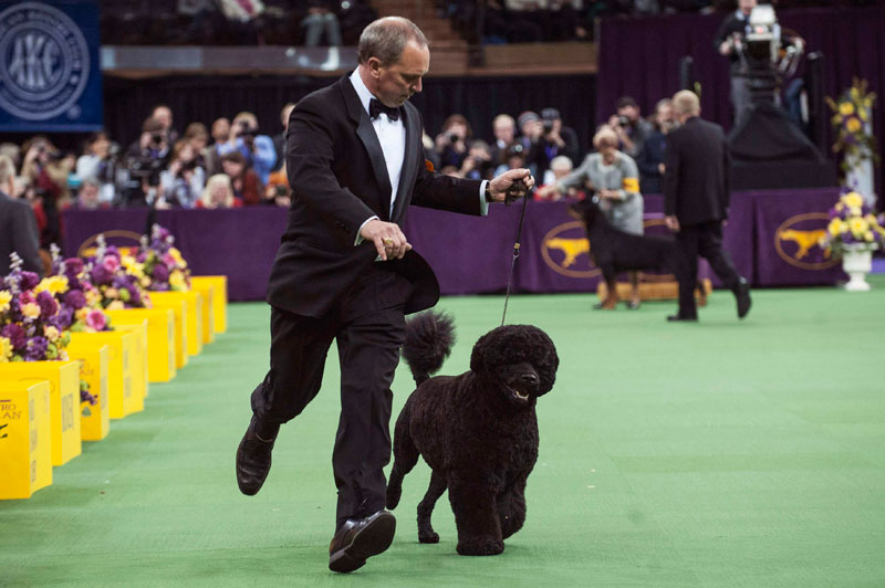 Wire fox terrier wins Westminster dog show