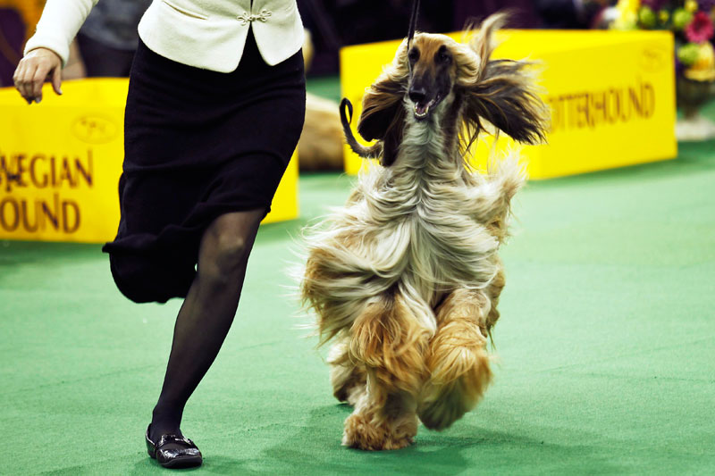 Wire fox terrier wins Westminster dog show