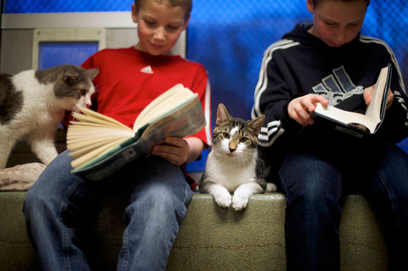 Kids in US reading to cats