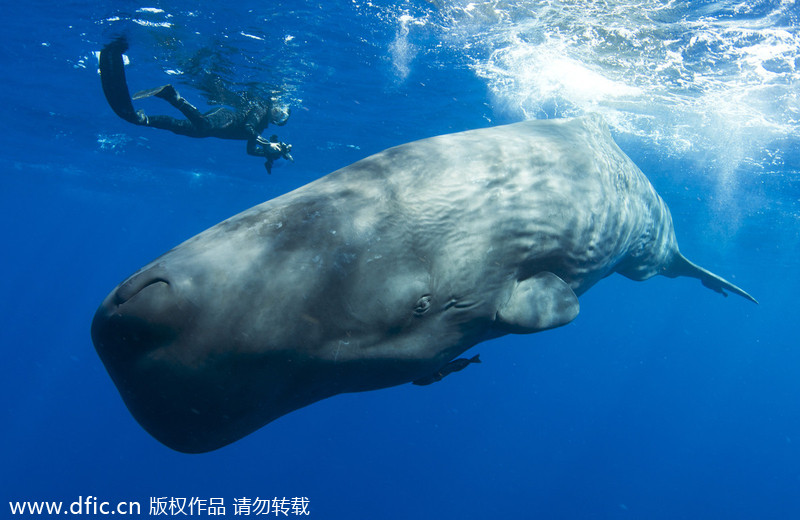 Freediver takes cheeky selfie with sperm whale