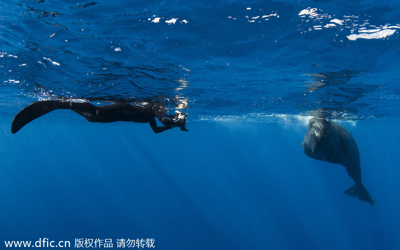 Freediver takes cheeky selfie with sperm whale