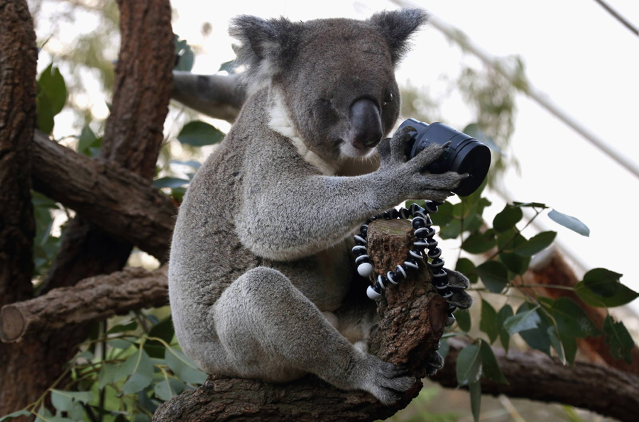 Koala selfie