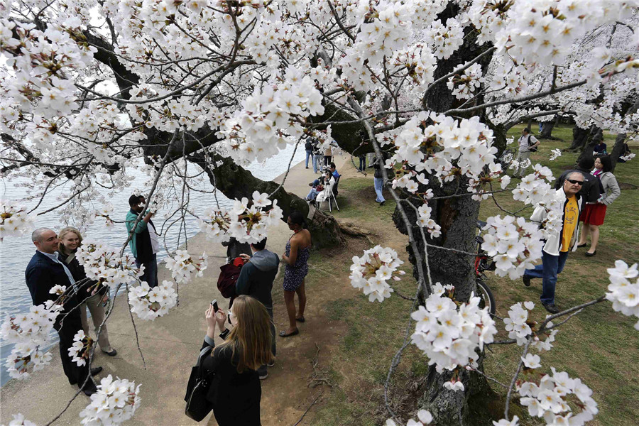 People enjoy cherry blossoms in Washington