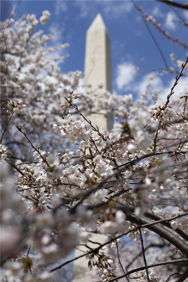 People enjoy cherry blossoms in Washington