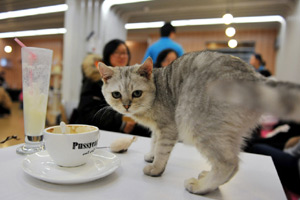 Pop-up cat cafe opens in New York