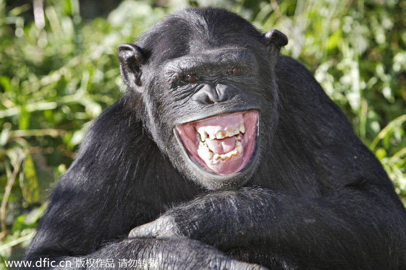 World Smile Day special: Animals that smile