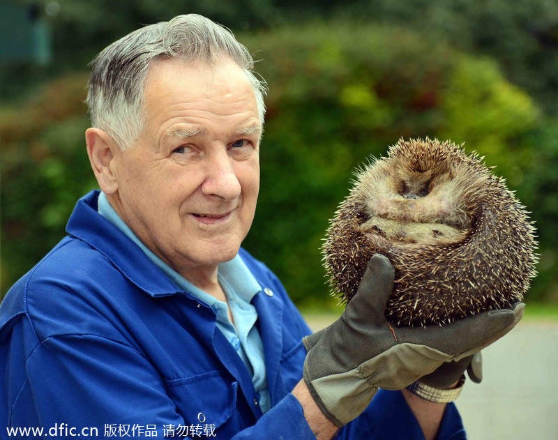 Scotland's fattest hedgehog refuses to go back to nature