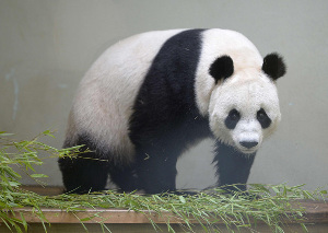 Scottish zoo: 'Bad news' for pregnant giant panda