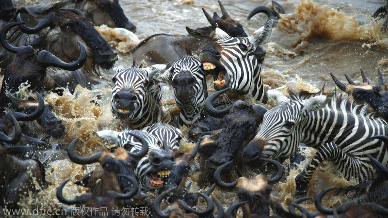Outnumbered zebras earn their stripes