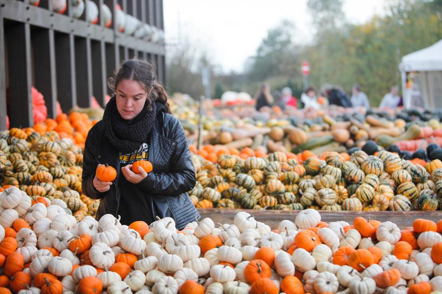 Annual pumpkin exhibition held in Germany