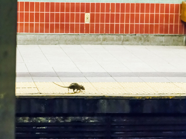 New York City home to only 2m rats