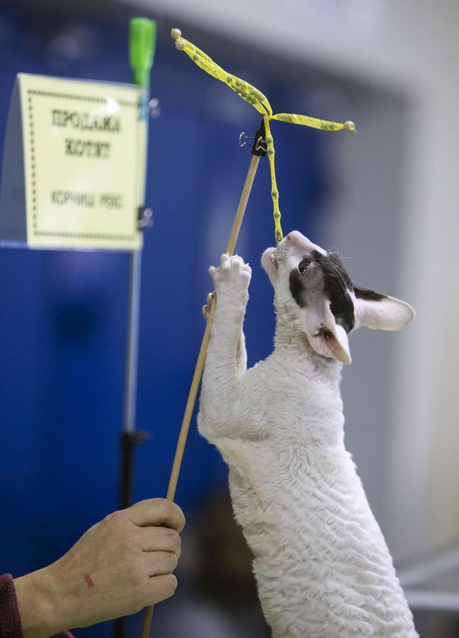 Cats exhibition held in Minsk