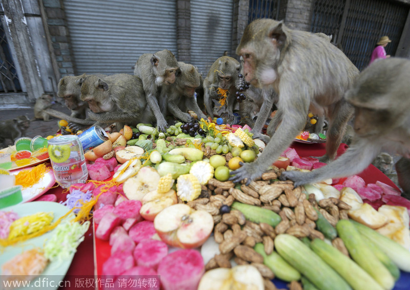 Monkeys have their 'Thanksgiving' in Thailand