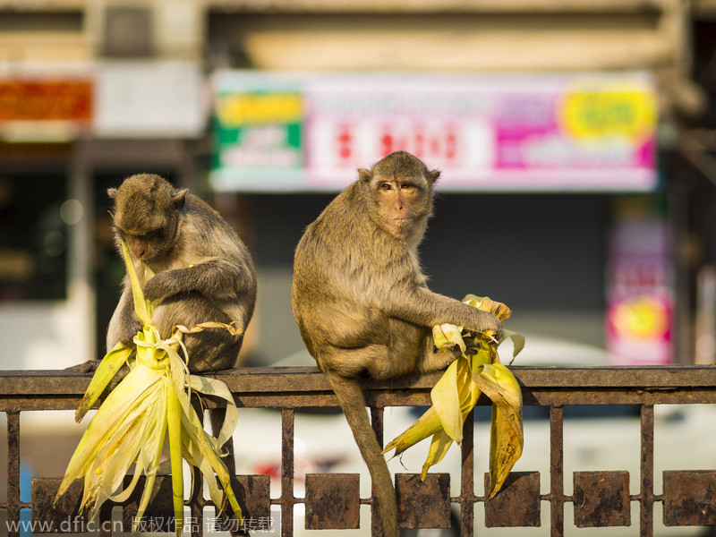 Monkeys have their 'Thanksgiving' in Thailand
