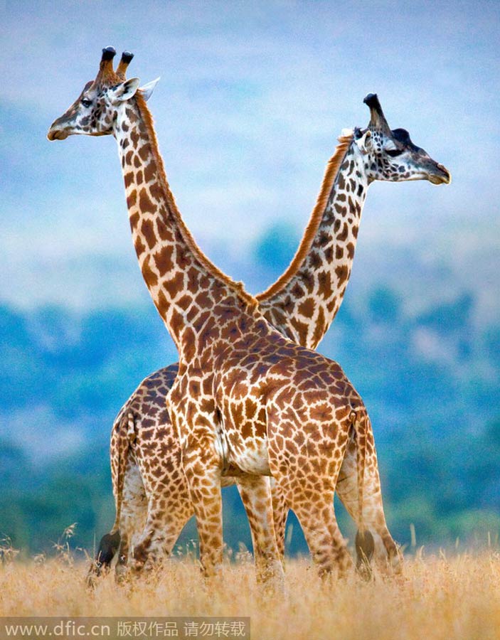 Giraffes, elegant dancers