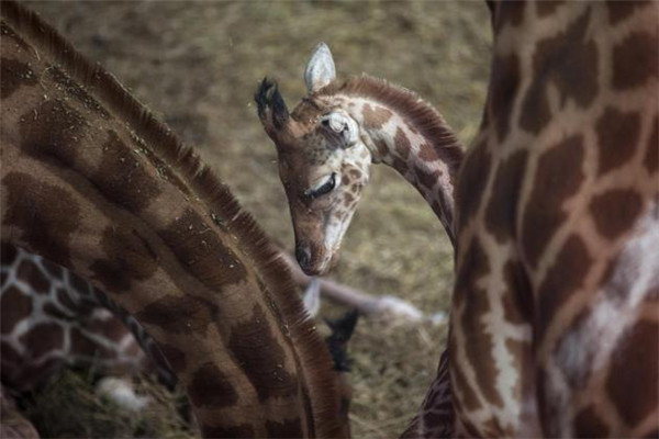 'Behind-the-scenes' visit at Paris Zoological Park