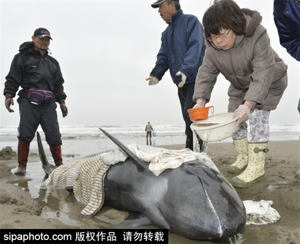 People rescue beached dolphins in Japan
