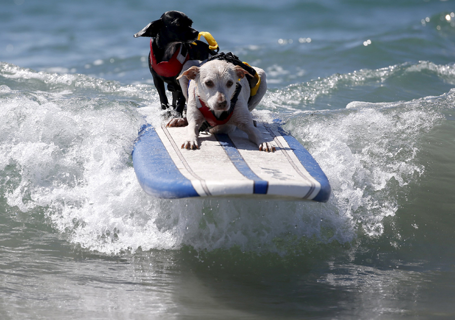 Dogs surf in contest in California