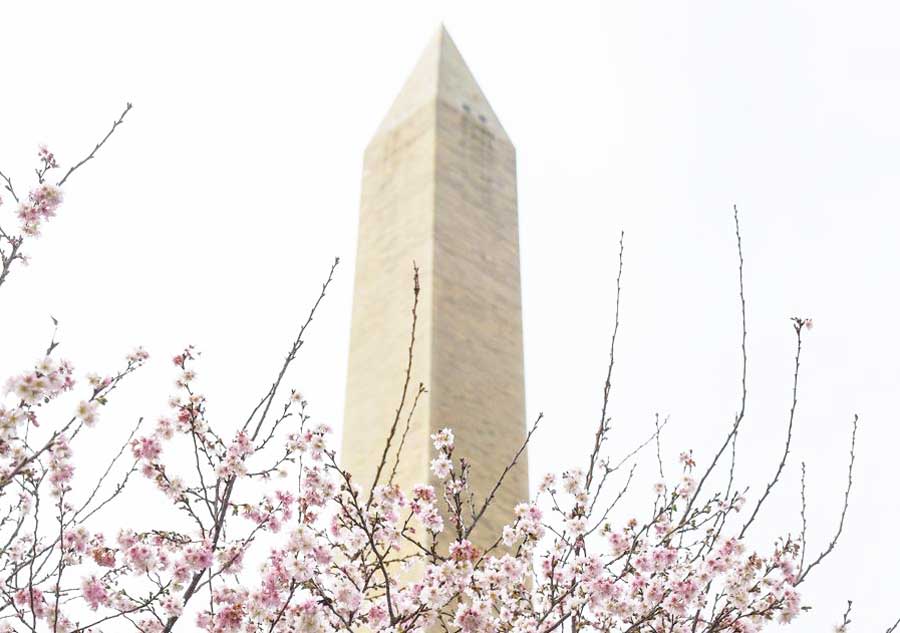 Washington's cherry trees bloom in heat wave