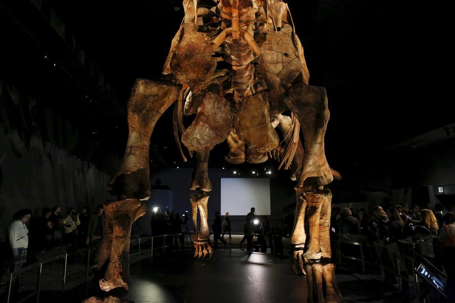Massive dinosaur skeleton will spill out of hall at NY museum