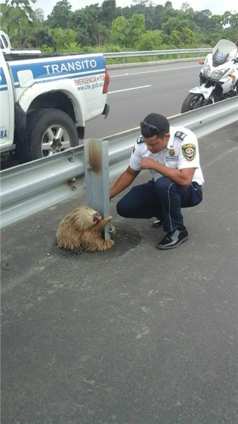 Police officer rescues frightened sloth at corner of busy highway