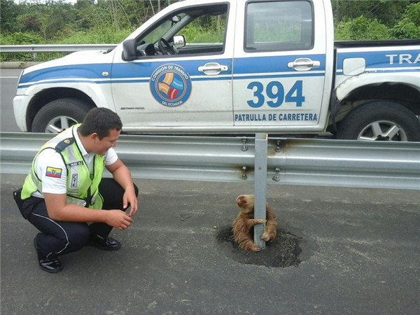 Police officer rescues frightened sloth at corner of busy highway