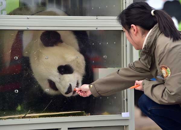 Loaned panda pair finds new home in Seoul