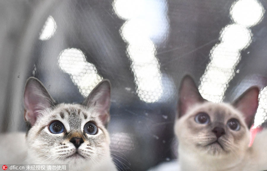 Moscow shows off its best felines at cat show