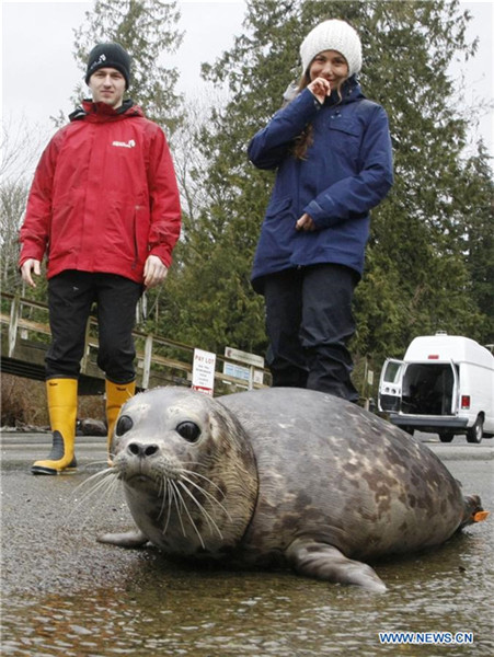 Rescued seal pup released to ocean in Canada