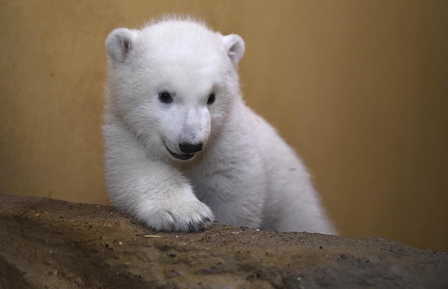 Polar bear cub unveiled at German zoo