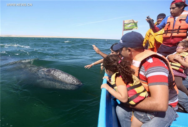 Tourists flow to NW Mexico to see gray whales