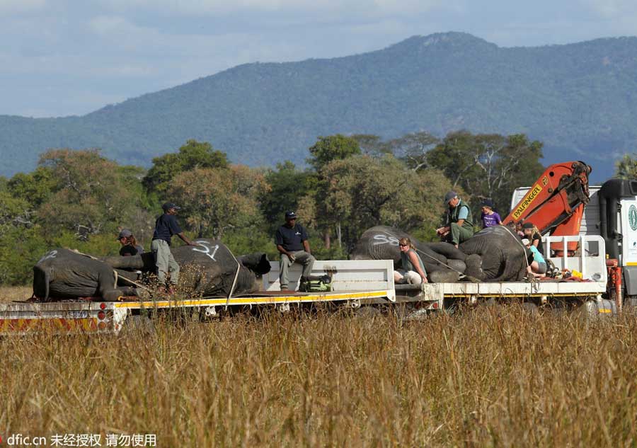 Endangered elephants relocated by crane in Africa