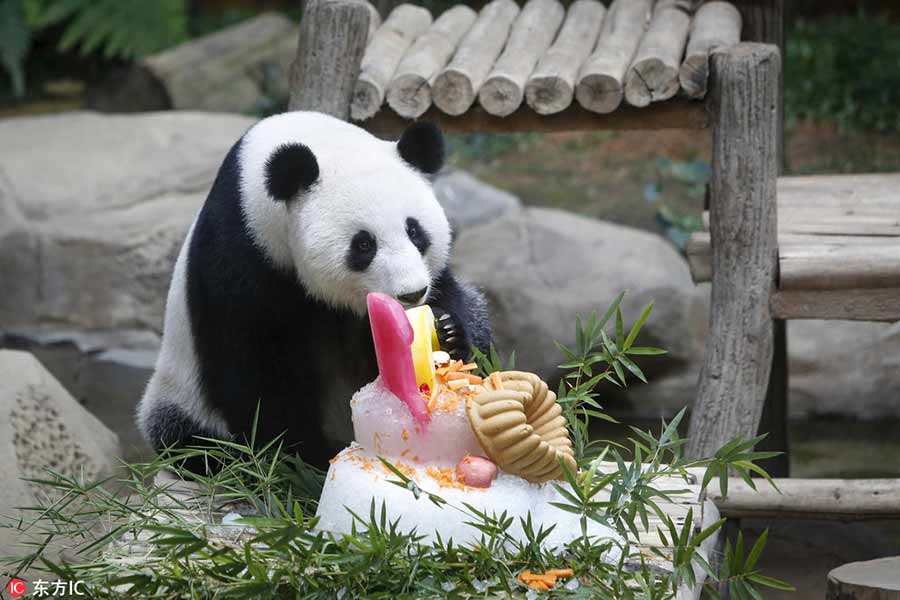 Panda family celebrate birthday in Malaysia