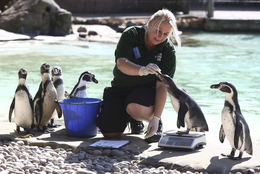 London Zoo's animals have annual weigh in