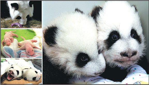 Panda twins born abroad get 'elegant' and 'happy' names