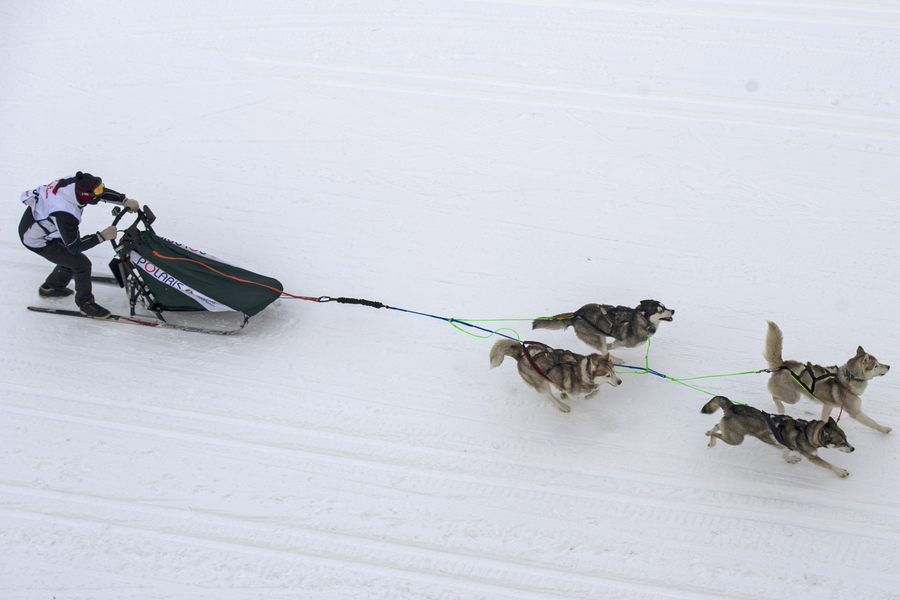 Sled dogs compete in Russia